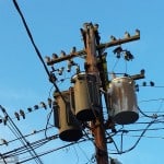 Everyone is online funny electrical birds