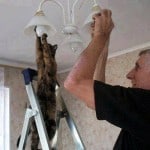 Funny Cat Electrician