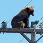 Hello Guys, How are you. Funny electrical, Beer on the top of electrical pole